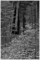 Dogwood and hollowed sequoia trunk, Tuolumne Grove. Yosemite National Park, California, USA. (black and white)