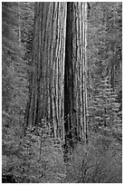 Twin sequoia truncs in the spring, Tuolumne Grove. Yosemite National Park, California, USA. (black and white)