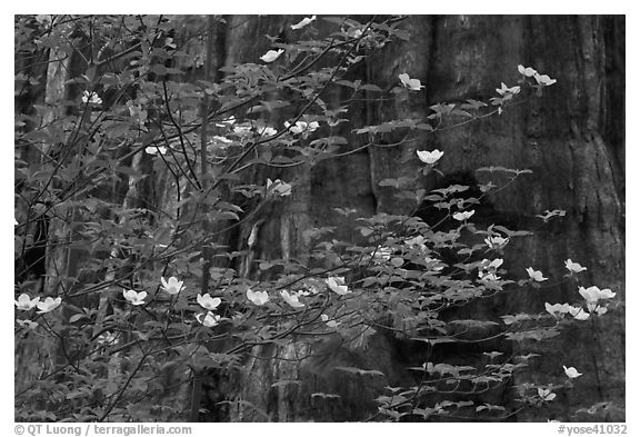 Dogwood blooms and giant sequoia tree trunk, Tuolumne Grove. Yosemite National Park, California, USA.