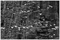 Dogwood blooms and giant sequoia tree trunk, Tuolumne Grove. Yosemite National Park ( black and white)