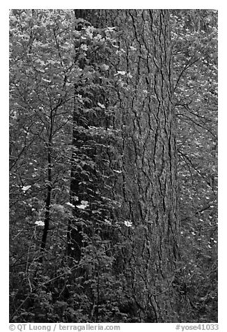 Flowering dogwoods and pine tree, Tuolumne Grove. Yosemite National Park (black and white)