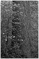 Flowering dogwoods and pine tree, Tuolumne Grove. Yosemite National Park, California, USA. (black and white)