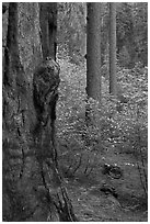 Forest with sequoia, pine trees, and dogwoods, Tuolumne Grove. Yosemite National Park, California, USA. (black and white)