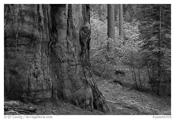 Base of giant sequoia, pines, and dogwoods, Tuolumne Grove. Yosemite National Park (black and white)