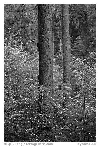 Pines and dogwoods in spring, Tuolumne Grove. Yosemite National Park, California, USA.