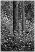 Pines and dogwoods in spring, Tuolumne Grove. Yosemite National Park ( black and white)