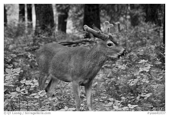 Young bull deer in forest. Yosemite National Park, California, USA.