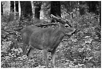 Young bull deer in forest. Yosemite National Park, California, USA. (black and white)