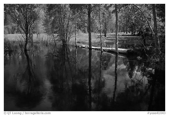 Trees reflected in Merced River run-off in the spring. Yosemite National Park (black and white)