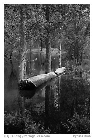 Trees flooded by Merced River spring swell. Yosemite National Park (black and white)