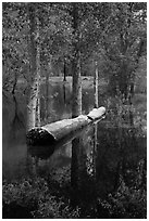 Trees flooded by Merced River spring swell. Yosemite National Park, California, USA. (black and white)