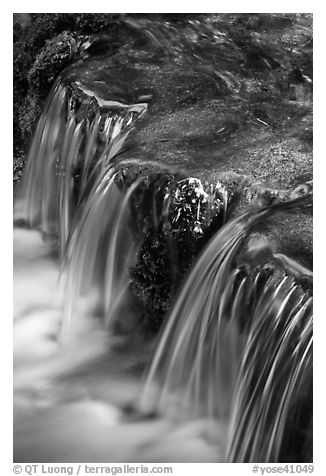 Fern Spring in the Spring. Yosemite National Park, California, USA.