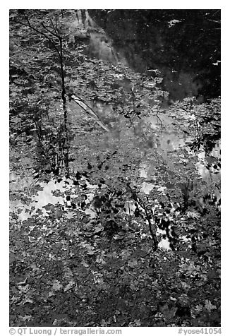 Half-Dome reflected through fallen leaves, Mirror Lake. Yosemite National Park (black and white)
