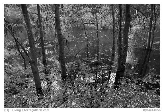 Trees and reflections,  Mirror Lake. Yosemite National Park (black and white)