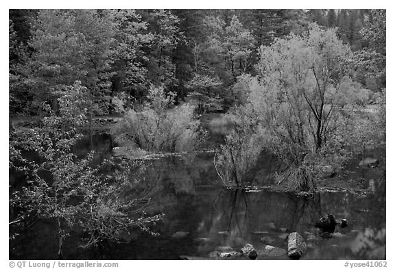 Flooded trees in Mirror Lake. Yosemite National Park (black and white)