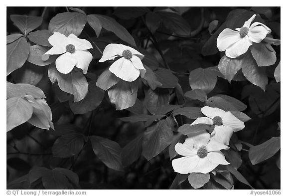 Close-up of dogwood flowers. Yosemite National Park, California, USA.