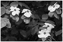 Close-up of dogwood flowers. Yosemite National Park ( black and white)