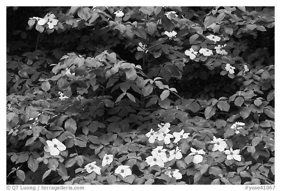Dogwoods flowers and leaves. Yosemite National Park (black and white)