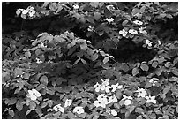 Dogwoods flowers and leaves. Yosemite National Park, California, USA. (black and white)