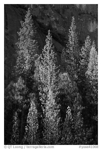 Pines with yellowed leaves and cliff. Yosemite National Park (black and white)