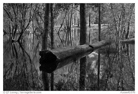 Fallen tree in Merced River spring overflow. Yosemite National Park (black and white)