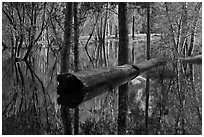 Fallen tree in Merced River spring overflow. Yosemite National Park, California, USA. (black and white)