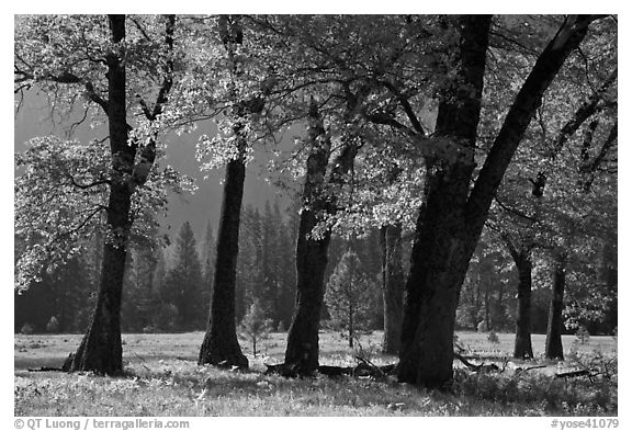 Black oaks in the Spring, El Capitan Meadow. Yosemite National Park, California, USA.