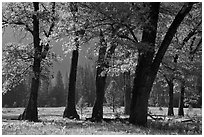 Black oaks in the Spring, El Capitan Meadow. Yosemite National Park, California, USA. (black and white)