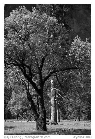 Oak tree in spring, El Capitan Meadow. Yosemite National Park, California, USA.