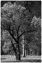 Oak tree in spring, El Capitan Meadow. Yosemite National Park, California, USA. (black and white)