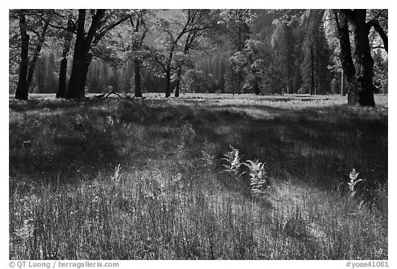 New ferns, grasses,  and oak trees, El Capitan Meadow. Yosemite National Park, California, USA.