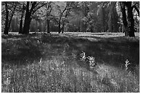 New ferns, grasses,  and oak trees, El Capitan Meadow. Yosemite National Park, California, USA. (black and white)