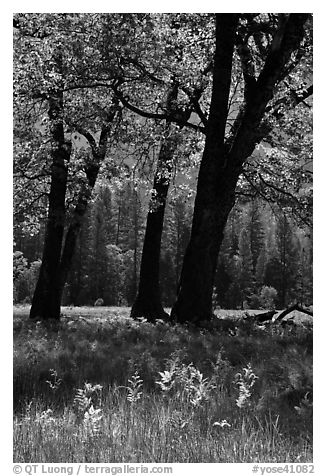 Oak trees in spring, El Capitan Meadow. Yosemite National Park (black and white)