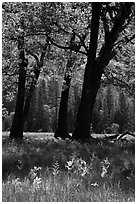 Oak trees in spring, El Capitan Meadow. Yosemite National Park ( black and white)
