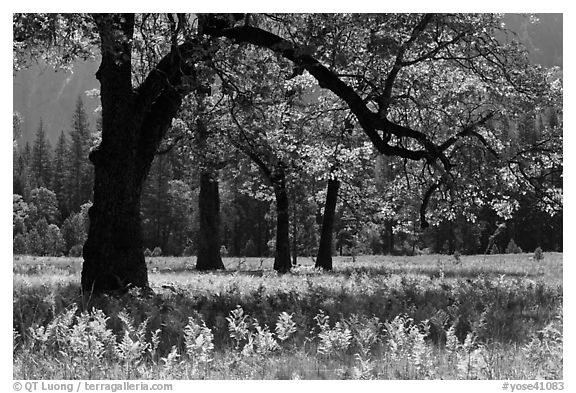 Ferns and oak trees in spring, El Capitan Meadow. Yosemite National Park (black and white)