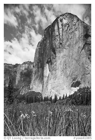 Wild irises and El Capitan. Yosemite National Park (black and white)