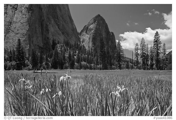 Wild irises, El Capitan meadows, and Cathedral Rocks. Yosemite National Park (black and white)