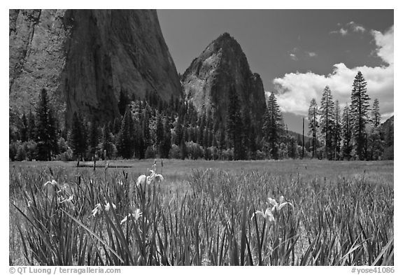 Wild irises, El Capitan meadows, and Cathedral Rocks. Yosemite National Park, California, USA.