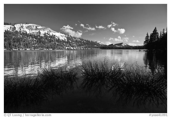 Willows and snowy peaks reflected in Tenaya Lake. Yosemite National Park (black and white)