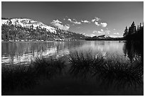 Willows and snowy peaks reflected in Tenaya Lake. Yosemite National Park ( black and white)