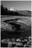 Grasses and stream, late afternoon, Tuolumne Meadows. Yosemite National Park ( black and white)