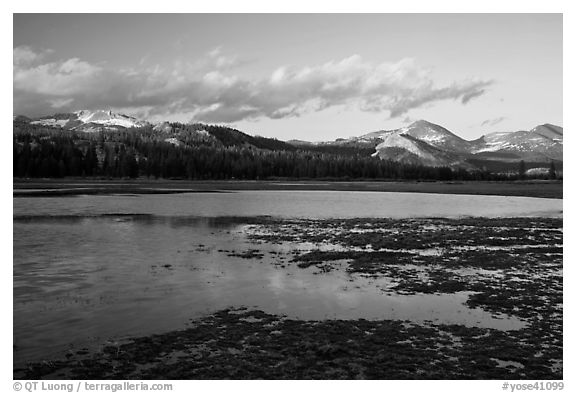 Flooded meadow in early spring at sunset, Tuolumne Meadows. Yosemite National Park (black and white)