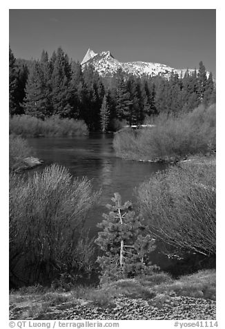 Willows, fresh snow,  and Cathedral Peak. Yosemite National Park, California, USA.