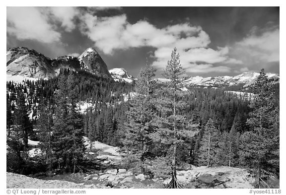 Pine trees in spring and Fairview Dome, Tuolumne Meadows. Yosemite National Park (black and white)