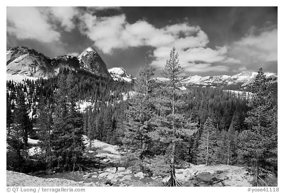 Pine trees in spring and Fairview Dome, Tuolumne Meadows. Yosemite National Park, California, USA.