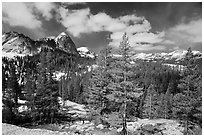 Pine trees in spring and Fairview Dome, Tuolumne Meadows. Yosemite National Park, California, USA. (black and white)