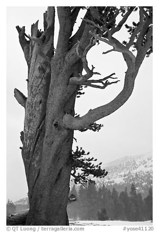 Pine tree and snowy mountain, Tioga Pass. Yosemite National Park (black and white)