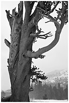 Pine tree and snowy mountain, Tioga Pass. Yosemite National Park ( black and white)