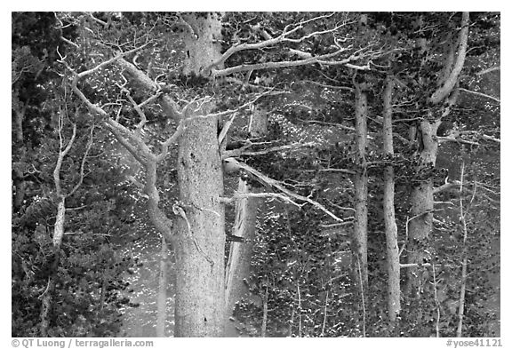 Pine tree forest in storm with spindrift, Tioga Pass. Yosemite National Park (black and white)