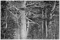 Pine tree forest in storm with spindrift, Tioga Pass. Yosemite National Park ( black and white)